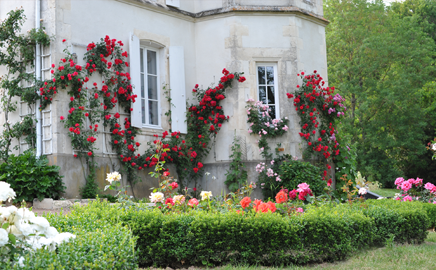 Le Château et ses Roses