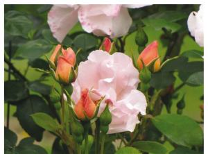 festival-de-la-rose-au-chateau-saint-andre-en-vendee-mareuil-roses-roses
